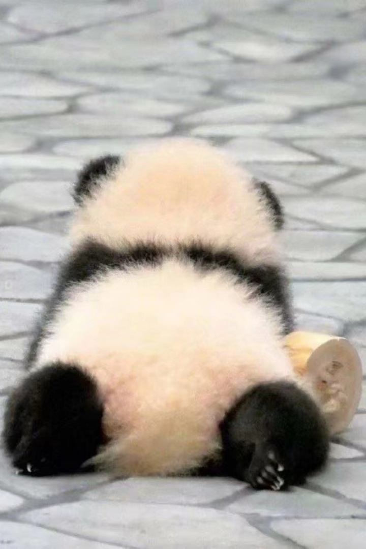 熊猫幼崽为爱低头g